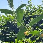 Lonicera involucrata Habitus