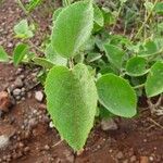 Hibiscus flavifolius برگ