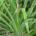 Pandanus tectorius 果實