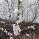 Prunus tomentosa Flors