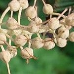 Clethra delavayi Fruit