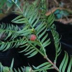 Taxus mairei Habitat