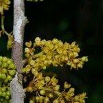 Iryanthera juruensis Fruit