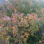 Acer tataricum Pokrój