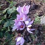 Crocus sativus Virág