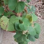 Tylosema fassoglense Leaf