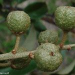 Croton insularis Plod