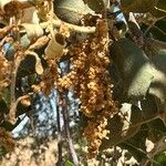 Quercus rotundifolia