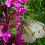 Lythrum salicaria Fiore