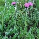 Cirsium dissectum Habitat