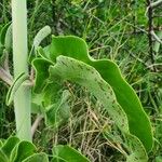 Kalanchoe mitejea Folha