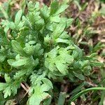 Lepidium coronopus Blatt