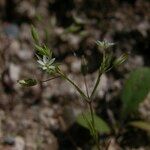 Sabulina tenuifolia Çiçek