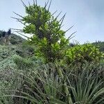 Puya chilensis Flower