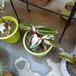 Stromanthe thalia Leaf