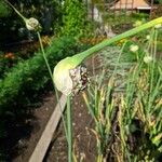 Allium sativum Fruit