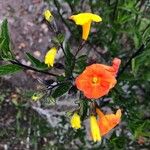 Streptosolen jamesonii Flower