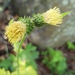 Cirsium erisithales Blomma