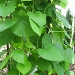 Aristolochia tomentosa عادت