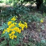 Tanacetum vulgareBlomst