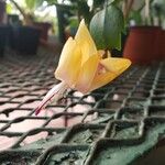 Schlumbergera truncata Flor