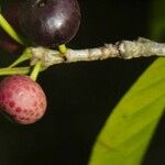 Ficus pertusa Frukt