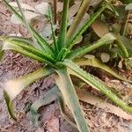 Aloe vera Flower