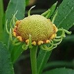 Helenium autumnale Çiçek