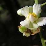 Paullinia granatensis Blüte
