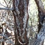 Stenocarpus tremuloides 樹皮