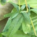 Silene catholica Leaf