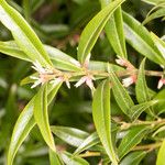 Sarcococca hookeriana Leaf