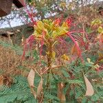 Erythrostemon gilliesii Kwiat