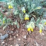 Onosma dichroantha Цветок