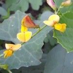 Arachis hypogaeaFlors