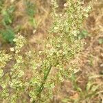 Rumex thyrsoides Folla