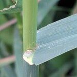 Bromus catharticus Other