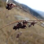 Luzula spicata Flower