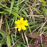 Leontodon saxatilis Flower