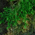 Selaginella denticulata List