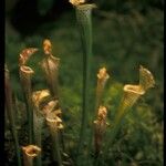 Sarracenia leucophylla 花