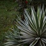 Agave vivipara 葉