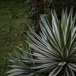 Agave vivipara Leaf