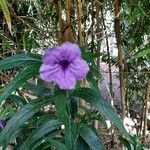 Ruellia ciliatifloraŽiedas