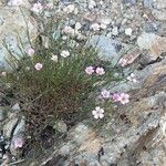 Petrorhagia saxifragaപുഷ്പം