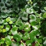 Asarum caudatum ᱥᱟᱠᱟᱢ