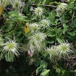 Clematis lasiantha Habit