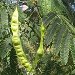 Albizia julibrissin Leht