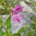 Impatiens glanduliferaVirág