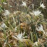 Pancratium maritimum Habit